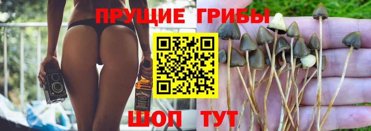 Псилоцибиновые грибы Psilocybe Петропавловск-Камчатский
